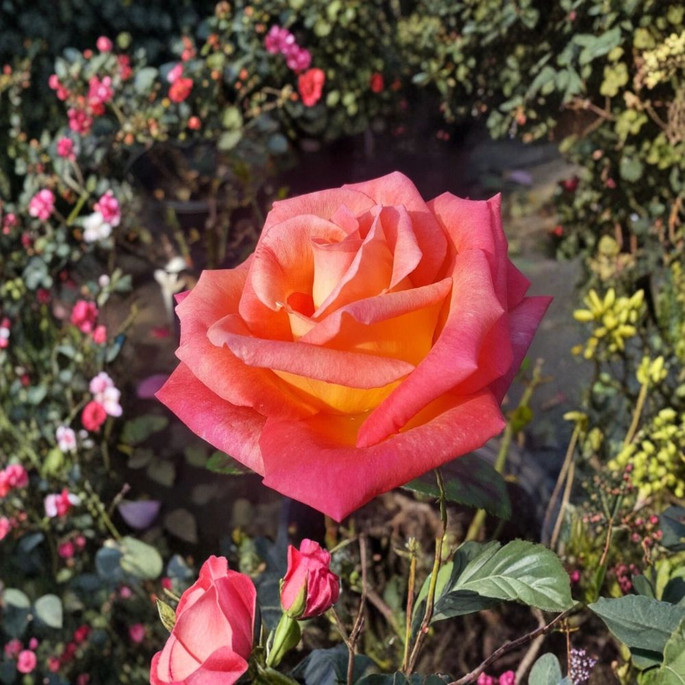 Mikado Rose Plant - 1 Gallon - Scarlet Red & Yellow Blooms - Rosa Hybrid Tea 'Mikado' - Garden & Landscape Friendly