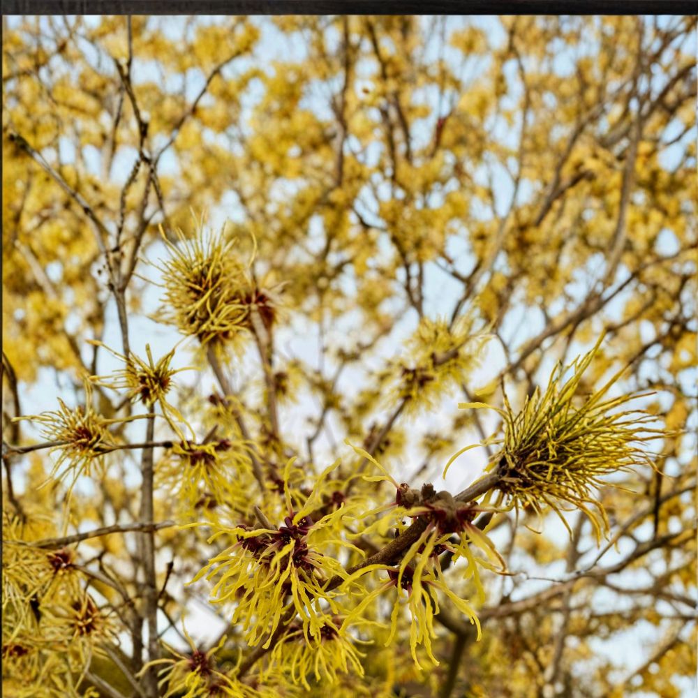 Witch Hazel Live Plant 30 Inches Hamamelis x intermedia 'Brandis' Bright Yellow Winter Blooms Hardy Ornamental Shrub