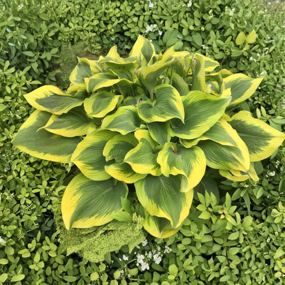 Hosta Starter Plant - Bare Root - 'Atlantis' - Giant Variegated Hosta with Golden Yellow Margins - Hosta 'Atlantis'