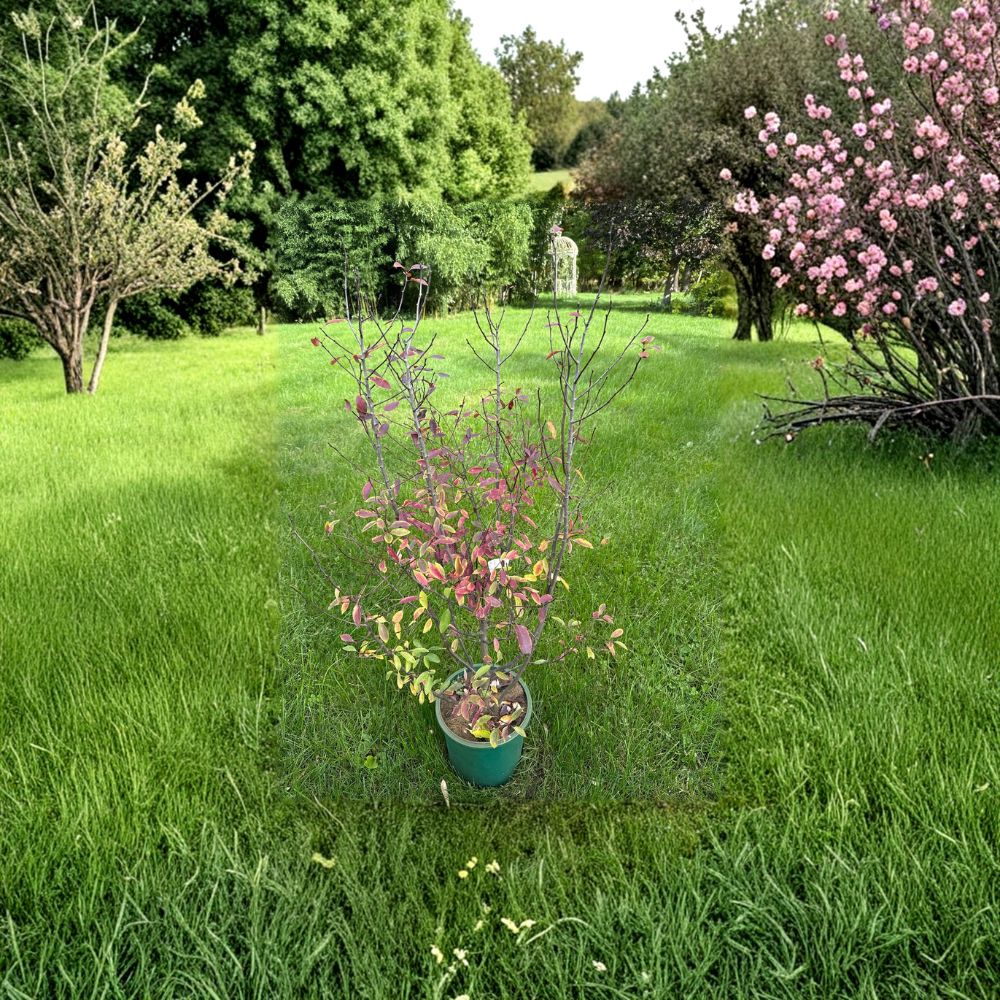 Female Mountain Holly Live Plant | 2 Gallon Pot | Nemopanthus mucronatus | Berry-Producing Shrub for Woodland Gardens