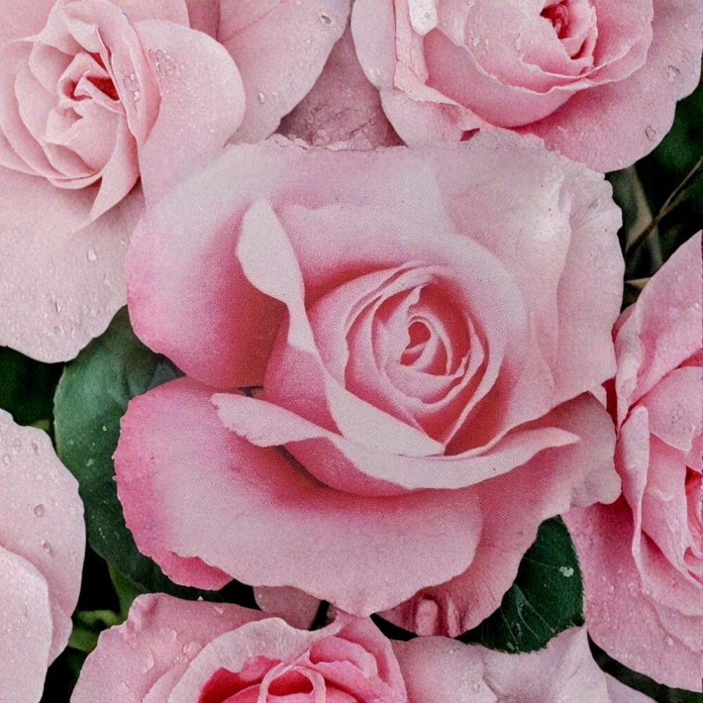 Queen Elizabeth Grandiflora Rose Bush | 2 Gallon Pink Flowering Plant | Rosa 'Queen Elizabeth' | Full Sun Shrub
