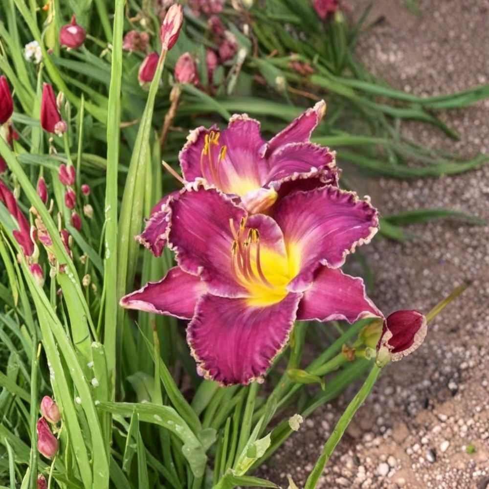 Hemerocallis 'Viking Magic' Daylily - 3 Bare Root Plants - Hardy Perennial Flower - Easy to Grow - Garden Favorite
