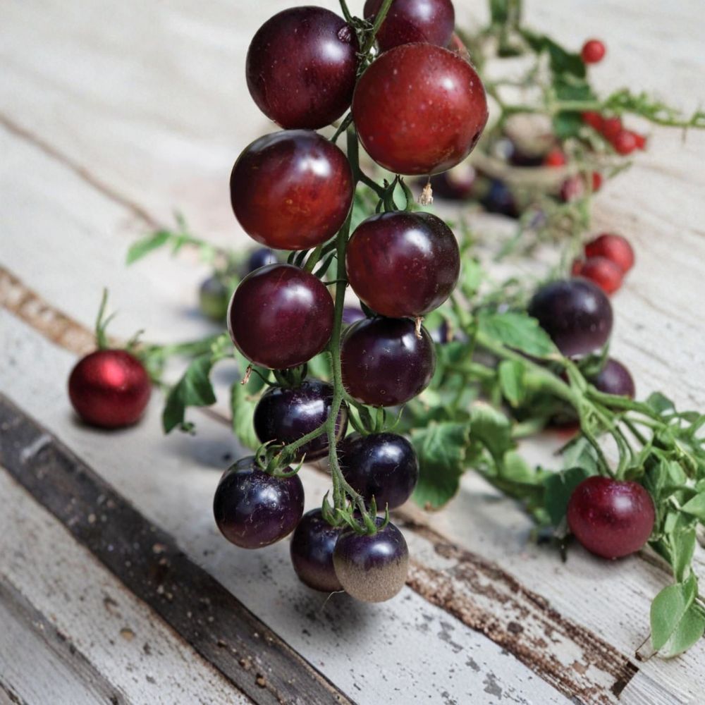 Indigo Rose Tomato Seeds | 50 Organic Seeds | Deep Purple Variety | Solanum lycopersicum | Anthocyanin-Rich, Container Friendly