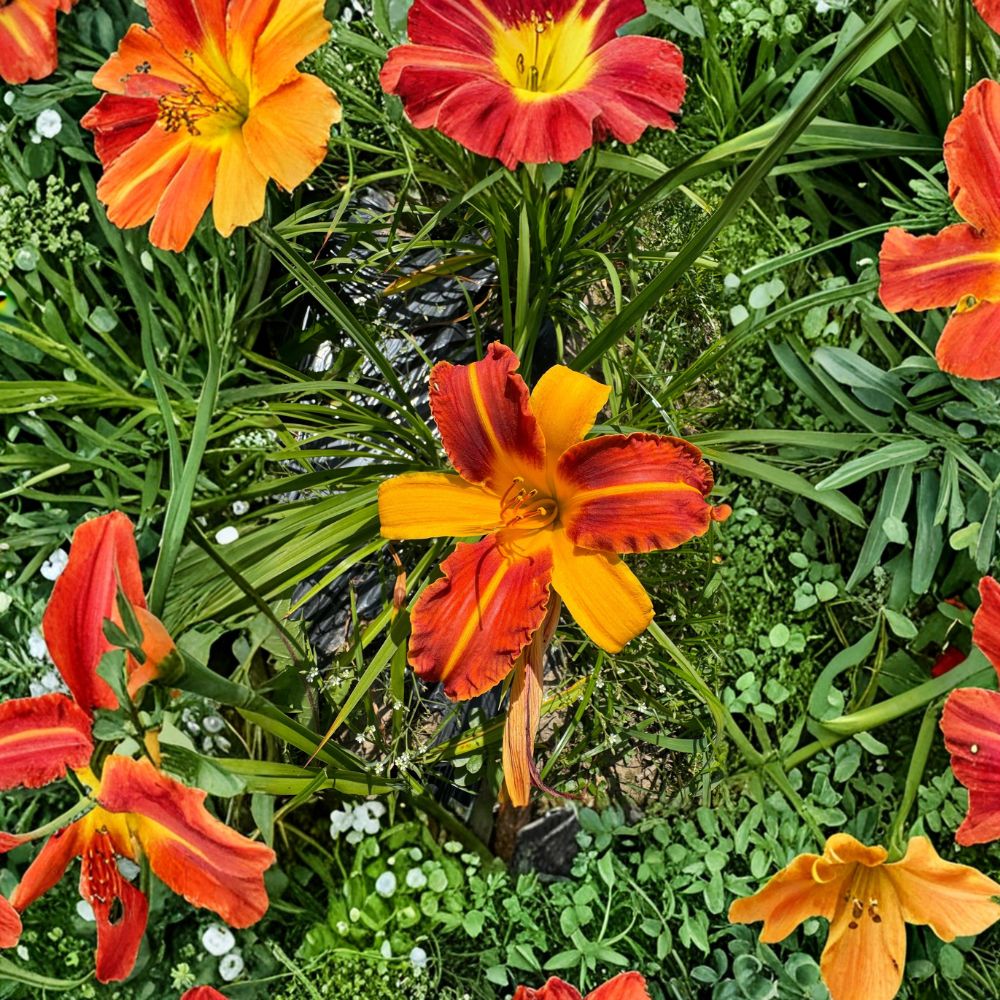 Hemerocallis 'Frans Hals' Daylily - 3 Bare Root Plants - Bicolor Perennial Flower - Hardy Garden Favorite