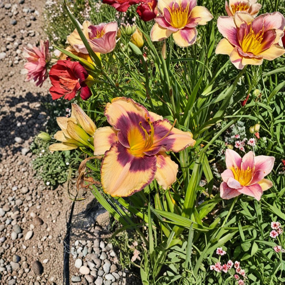 Hemerocallis 'Moon Music' Daylily - 3 Bare Root Plants | Hardy Perennial Flower | Easy to Grow Garden Favorite
