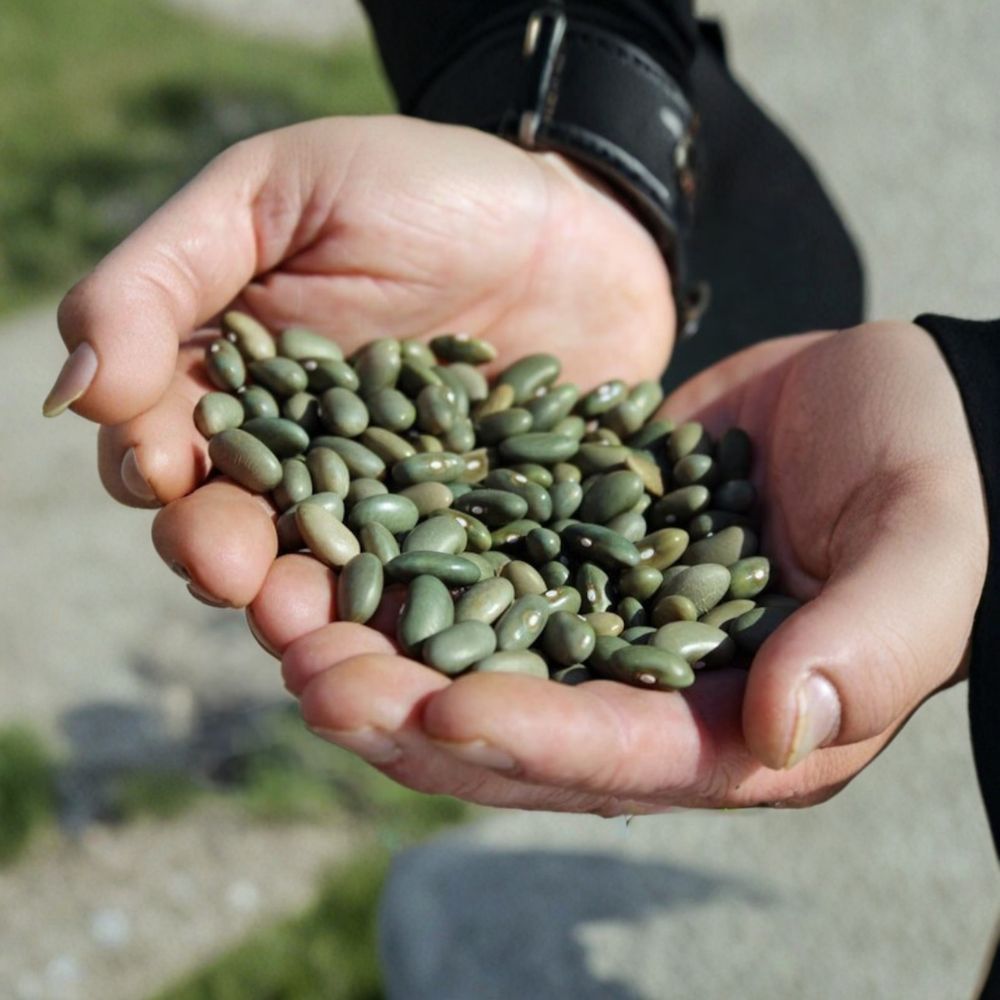 Mbombo Heirloom Bean Seeds | 25 Organic Seeds | Rare Kenyan Variety | Phaseolus vulgaris | Garden & Trellis Friendly