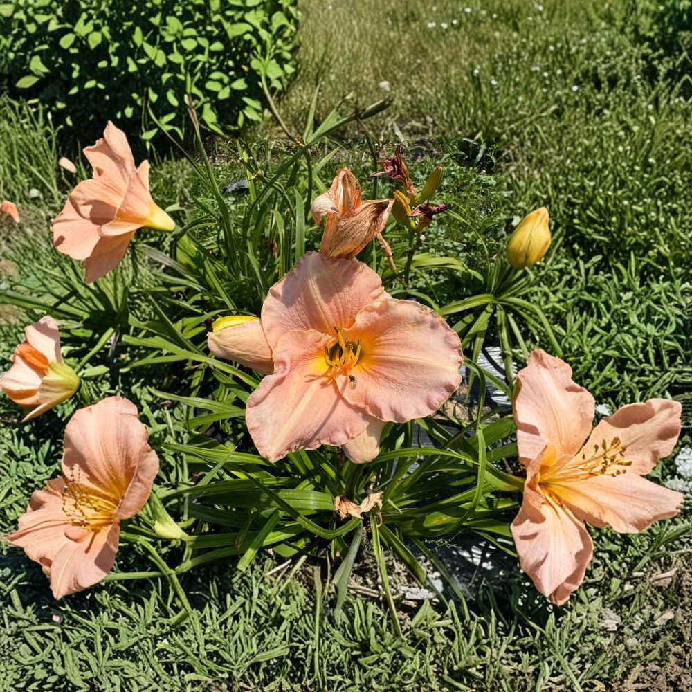 Hemerocallis 'Pewter Pink' Daylily - 3 Bare Root Plants | Pink Perennial Flower | Hardy and Easy to Grow Perennial
