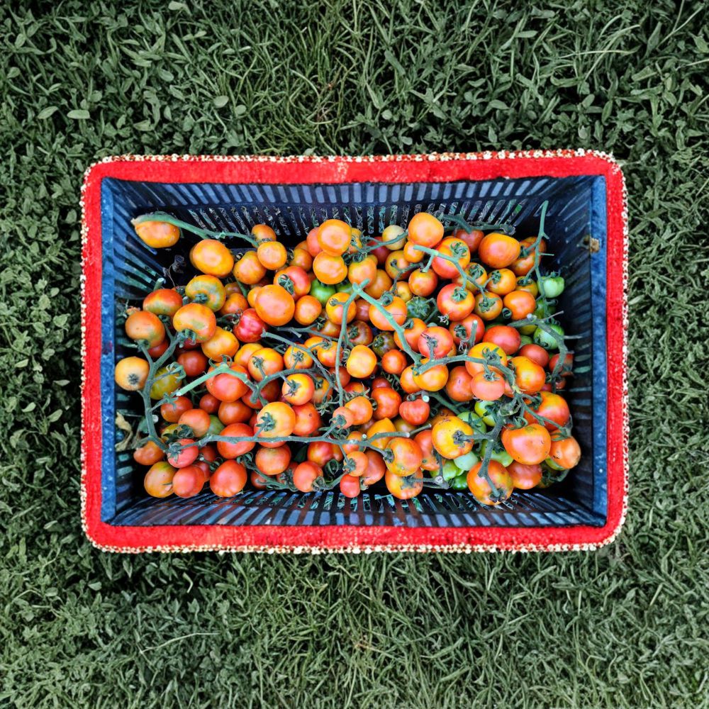 Giallorosso di Crispiano Tomato Seeds | 50 Organic Seeds | Rare Italian Heirloom | Solanum lycopersicum | Easy to Grow