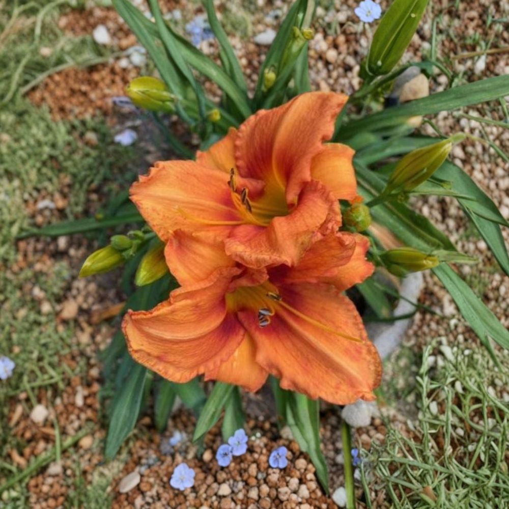 Hemerocallis 'Leebea Orange Crush' Daylily - 3 Bare Root Plants | Vibrant Orange Perennial | Hardy & Easy to Grow