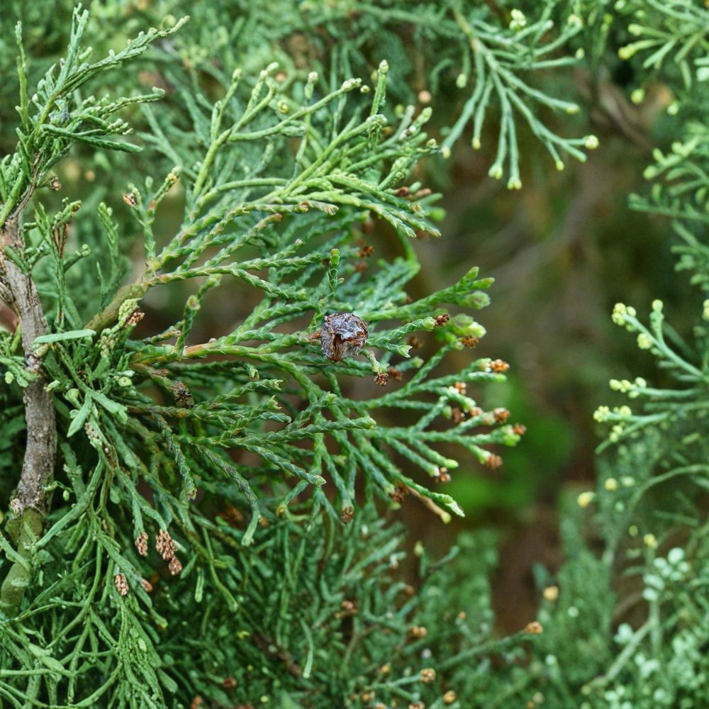 Little Jamie Atlantic White Cedar | 1 Gallon Pot | Dwarf Evergreen Conifer | Chamaecyparis thyoides | Compact Landscape Plant