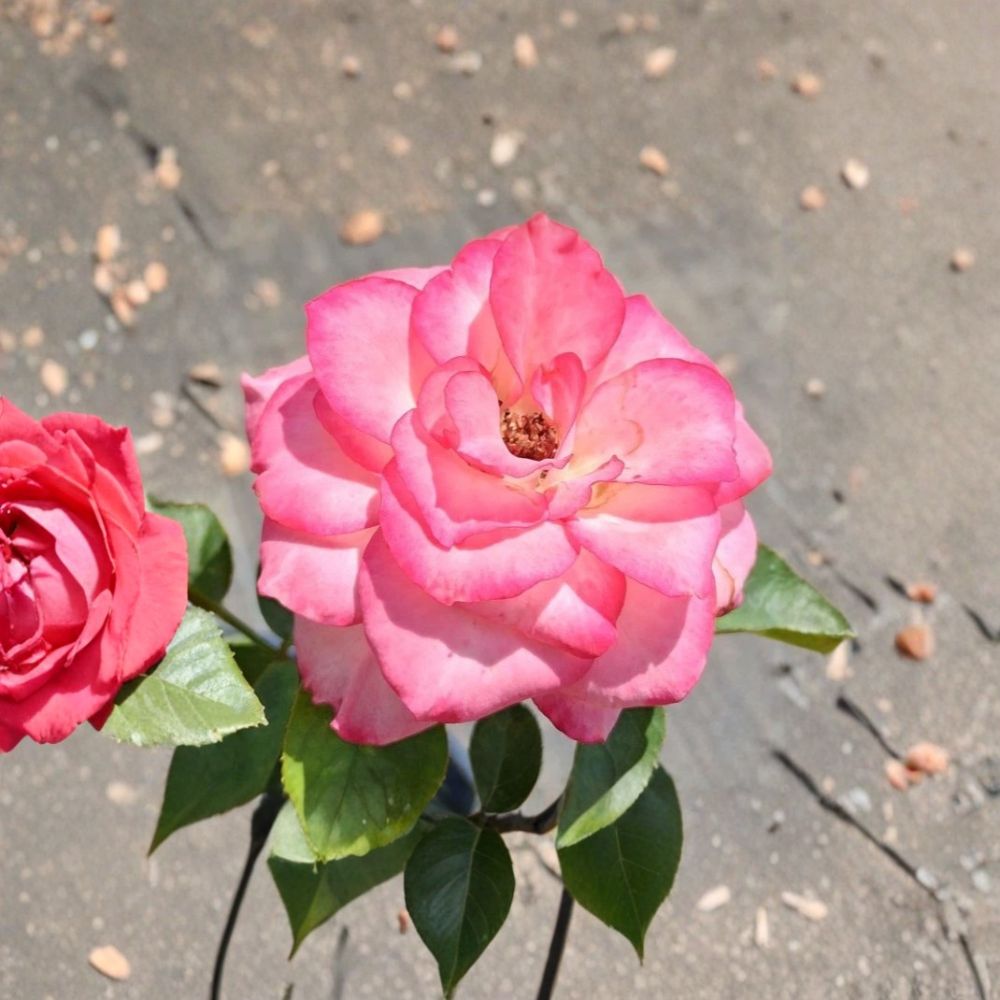 Nichole Everblooming Floribunda Rose Plant | 3 Gallon | White & Pink Blooms | Rosa hybrid 'Nichole' | Easy Care Rose Bush