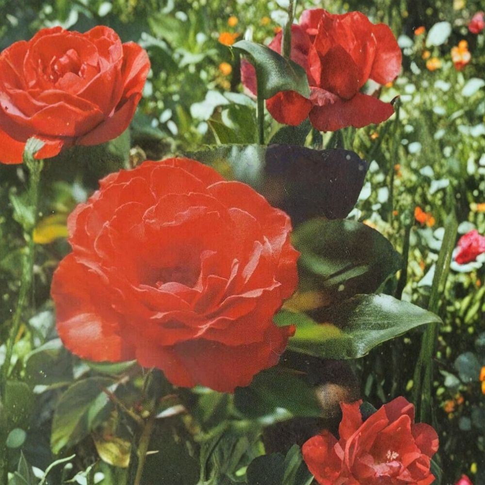 Impatient Floribunda Rose Bush Plant | 2 Gallon | Orange-Red Blooms | Rosa 'Impatient' | Easy to Grow, Landscape Friendly