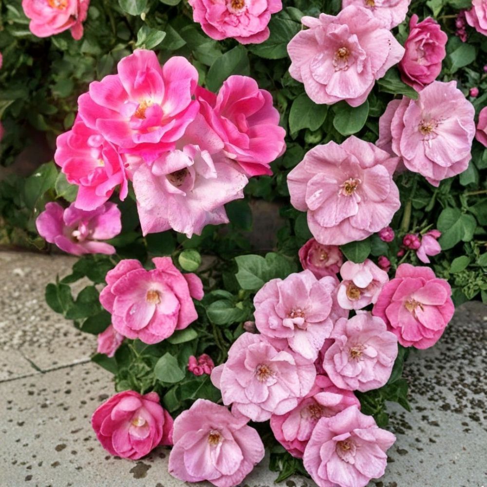 Pink Knock Out® Rose Live Plant | 3 Gallon | Medium Pink Flowering Shrub | Rosa hybrida | Disease Resistant, Easy to Grow