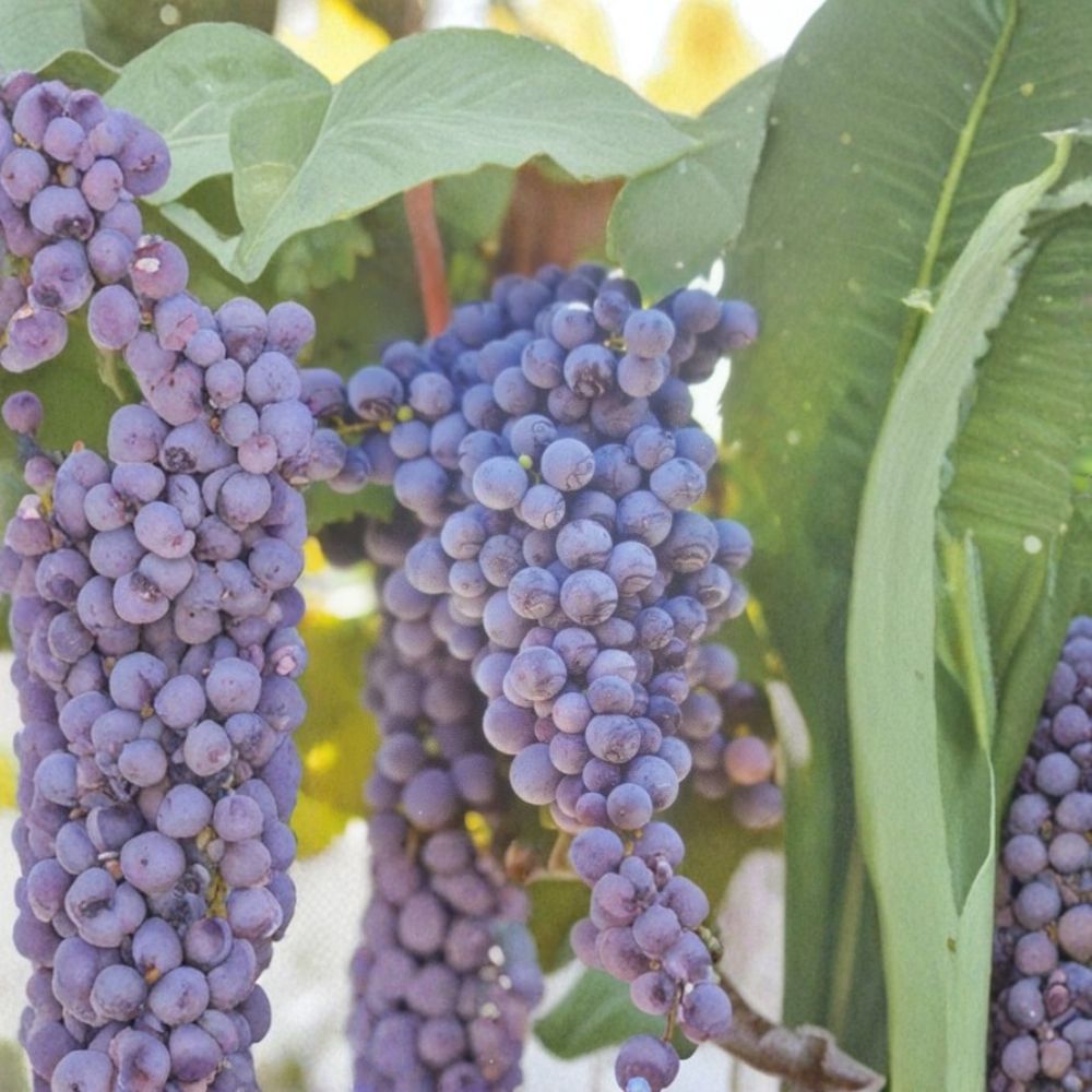 Fredonia Grape Vine Live Plant | 2 Gallon | Cold Hardy Fruit Vine | Vitis labrusca | Trellis & Fence Friendly