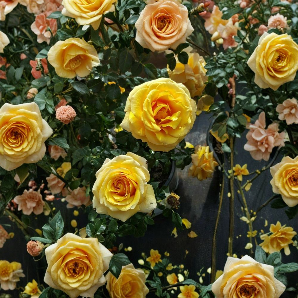 St. Tropez Floribunda Rose Plant | 1 Gallon | Rosa 'St. Tropez' | Live Rooted Bush for Garden & Landscape