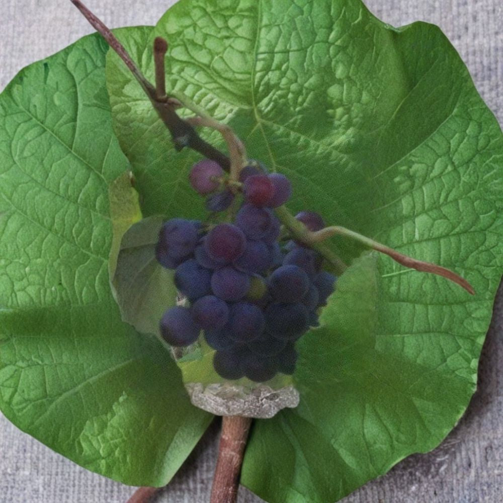 Saturn Blue Seedless Grape Vine | 1 Gallon Live Plant | Self-Fertile Vitis spp. 'Saturn Blue Seedless' | Easy to Grow