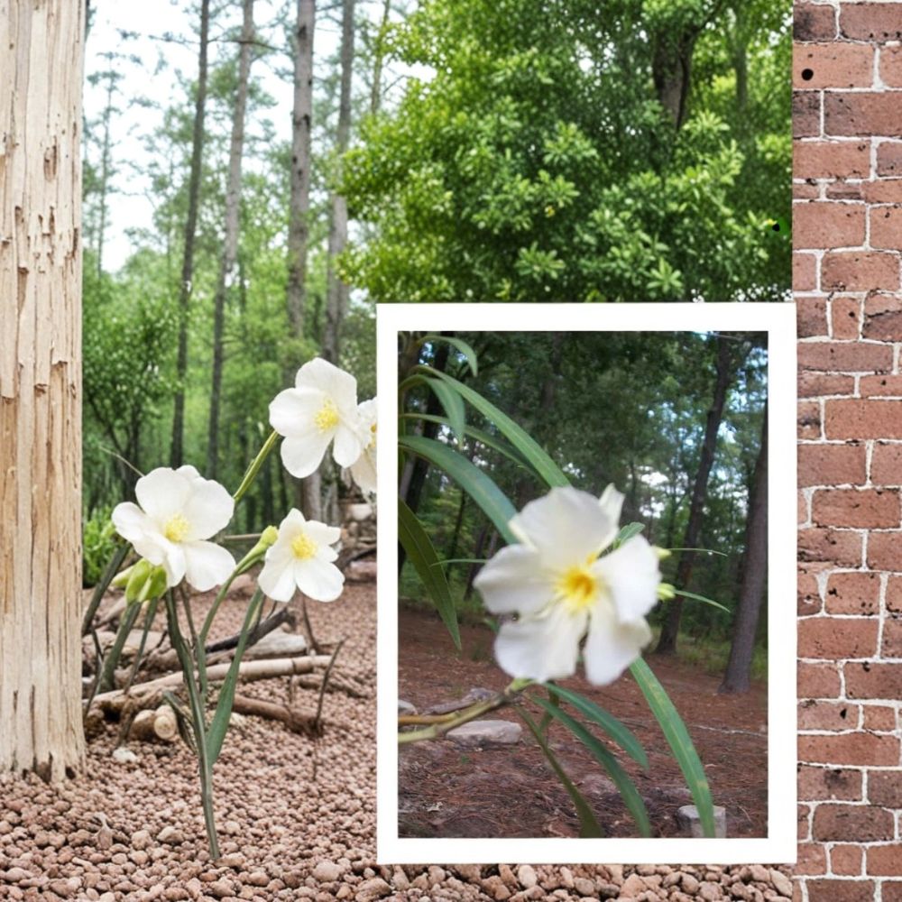White Oleander Live Plant | 2 Gallon | White Flowering Evergreen Shrub | Nerium oleander | Drought Tolerant, Easy to Grow