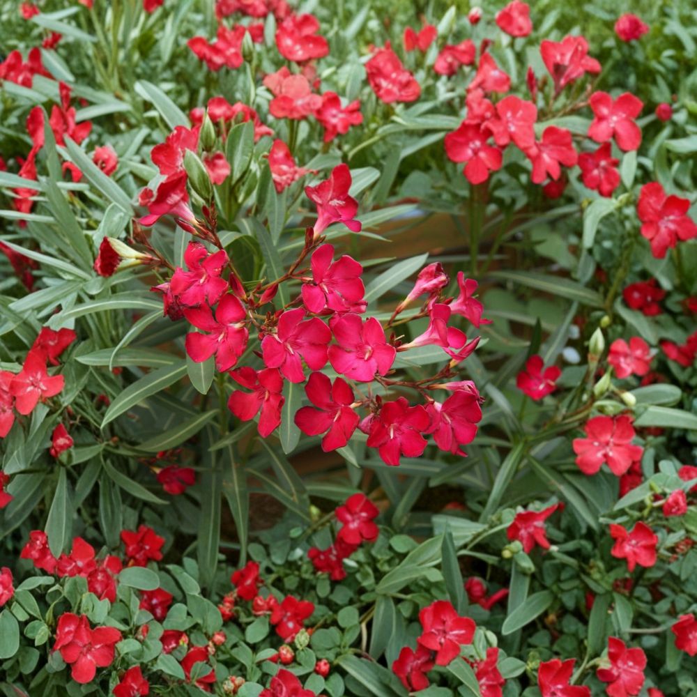 Red Oleander Shrub 3 Gallon - Evergreen Flowering Plant (Nerium oleander) - Landscape & Garden Friendly, Easy to Grow