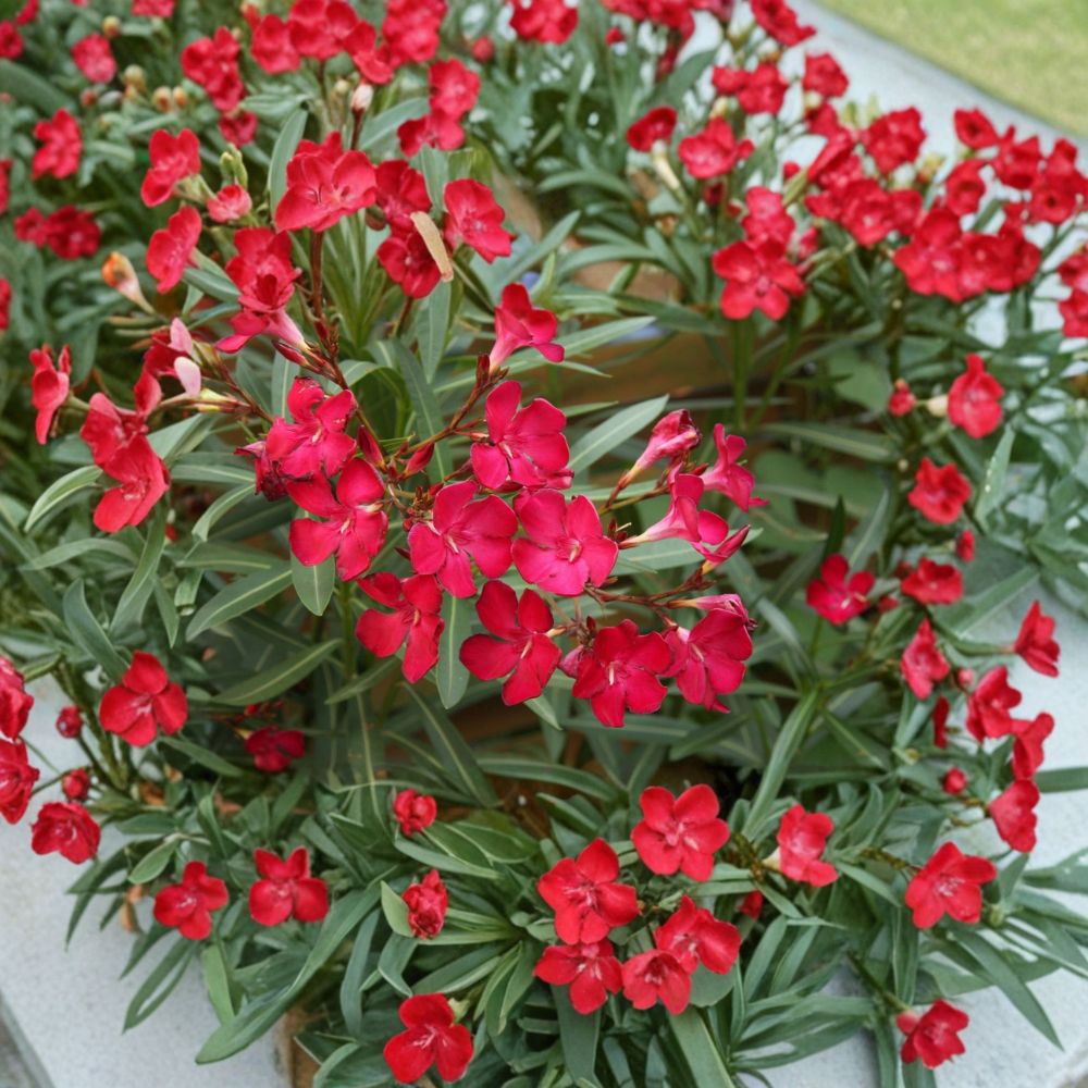 Red Oleander Live Plant - 2 Gallon Red Flowering Shrub - Nerium oleander - Easy to Grow for Landscape & Garden