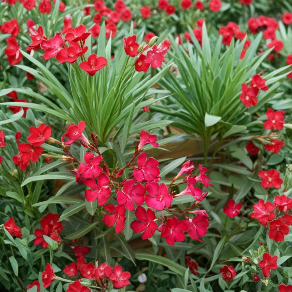 Red Oleander Live Plant | 2 Gallon | Red Flowering Evergreen Shrub | Nerium oleander | Easy to Grow Landscape Plant