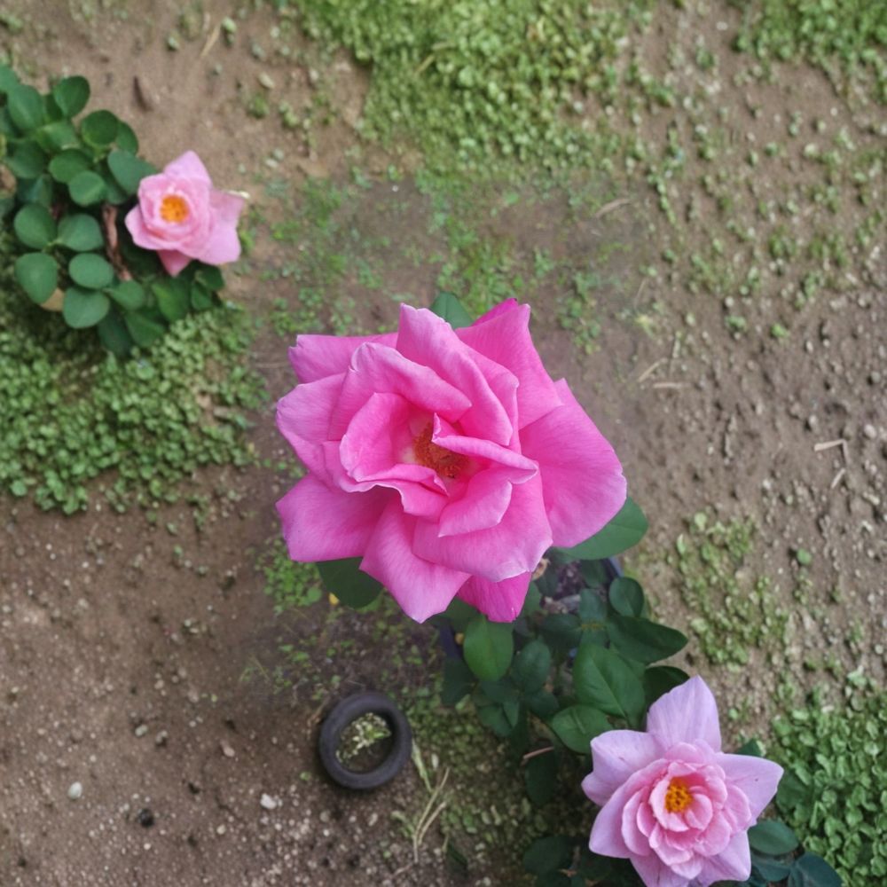 Perfume Delight Hybrid Tea Rose | 5 Gallon Live Plant | Fragrant Pink Blooms | Rosa hybrid 'Perfume Delight'