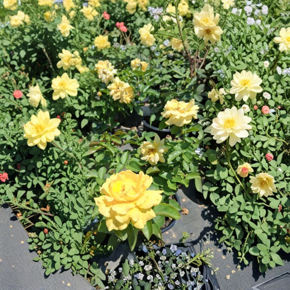 Julia Child® Rose Plant | 1 Gallon | Award-Winning Butter Gold | Rosa hybrida | Easy to Grow for Garden & Landscape