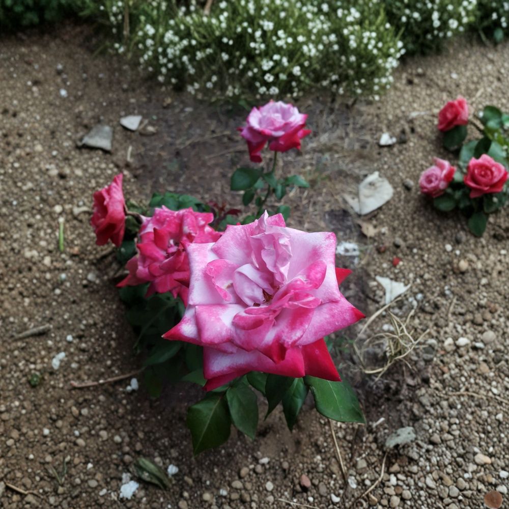 Paradise Hybrid Tea Rose Live Plant | 1 Gallon | Lavender Pink & Magenta Blooms | Fragrant Rosa hybrid 'Paradise'