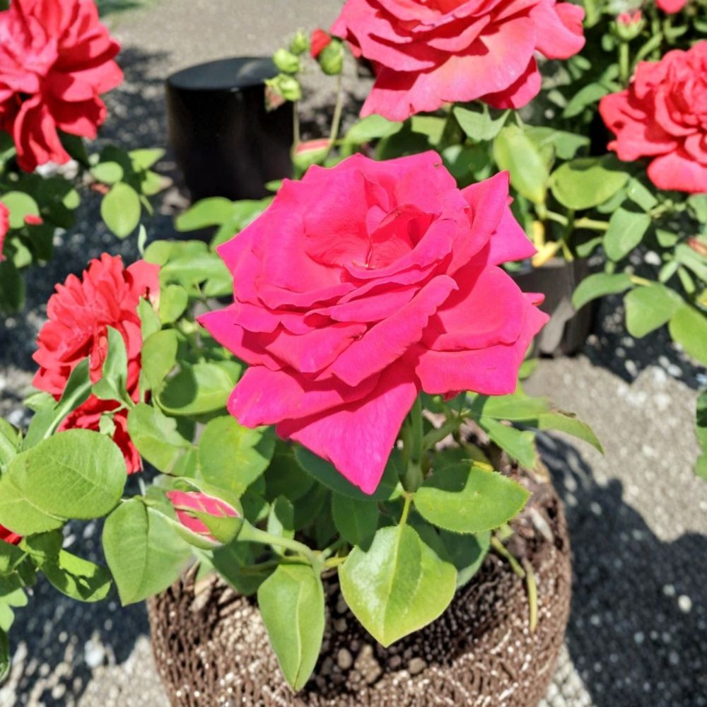 Voluptuous Hybrid Tea Rose Bush | 3 Gallon Live Plant | Deep Pink Blooms | Rosa 'Voluptuous' | Easy to Grow Garden Rose