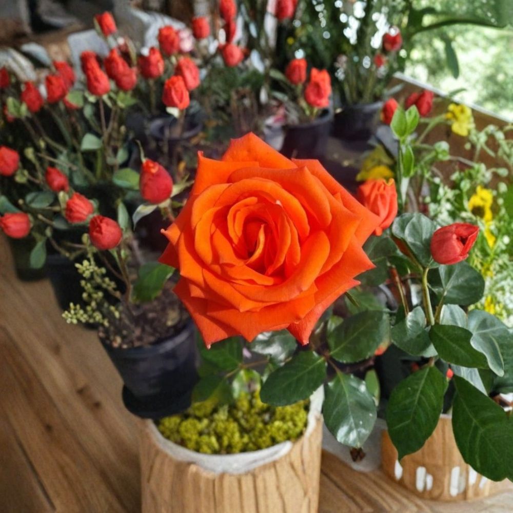 Marina Everblooming Floribunda Rose Plant | 5 Gallon | Salmon-Orange Blooms | Rosa 'Marina' | Easy to Grow Landscape Rose