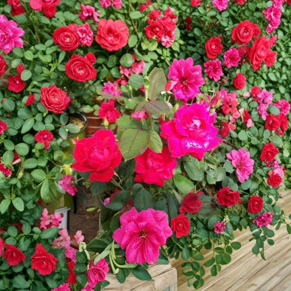 Double Knock Out® Red Rose Plant | 5 Gallon | Double Red Blooms | Disease Resistant Shrub Rose | Rosa 'Double Knock Out'
