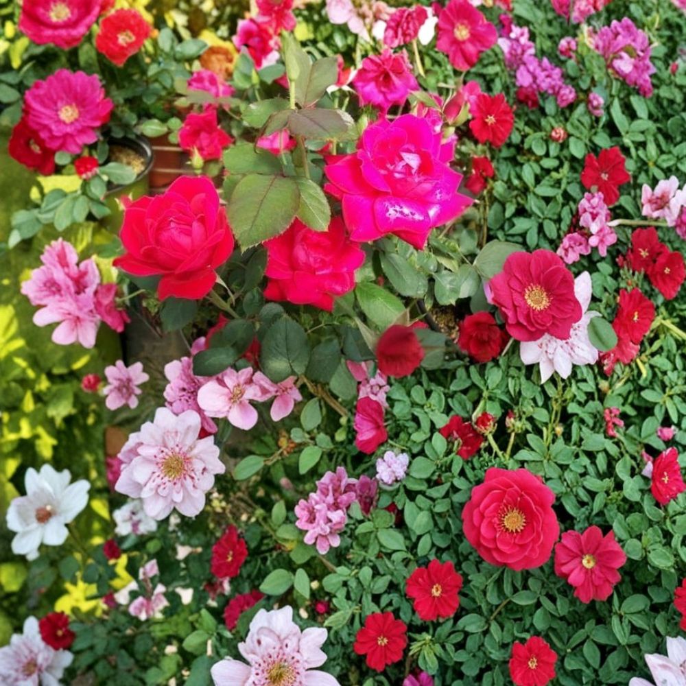 Double Knock Out® Red Rose Plant | 1 Gallon | Disease Resistant Red Rose Bush | Rosa hybrida 'Radtko' | Garden Friendly