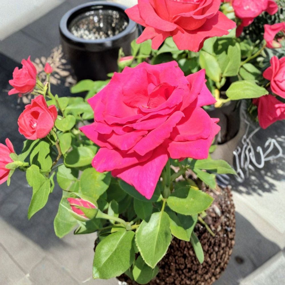 Voluptuous Hybrid Tea Rose Plant | 3 Gallon | Deep Pink Fuchsia Blooms | Rosa hybrid 'Voluptuous' | Easy to Grow