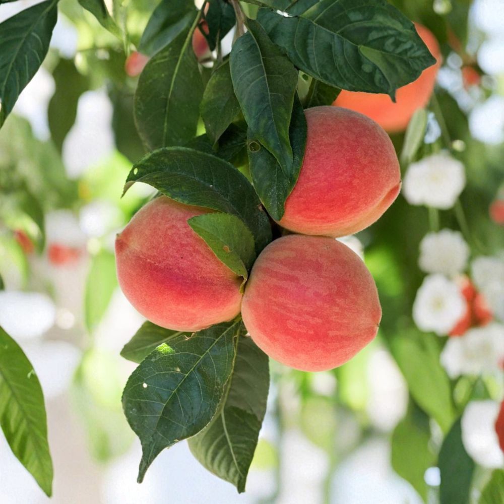 Babcock White Honey Peach Tree 3 Ft Live Plant | Prunus persica | Sweet Low Acid Freestone | Self-Fertile Fruit Tree
