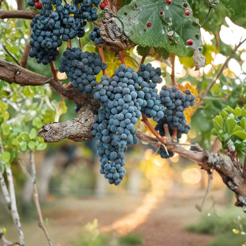 Valiant Grape Plant | Live Potted Vine | Cold Hardy Concord Flavor | Vitis spp. | Early Ripening Fruit for Northern Gardens