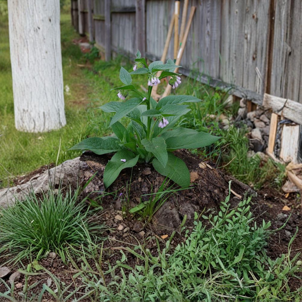 Russian Comfrey Live Root Cuttings - Bocking 14 Organic Roots | 20 Cuttings | Symphytum × uplandicum | Permaculture Plant