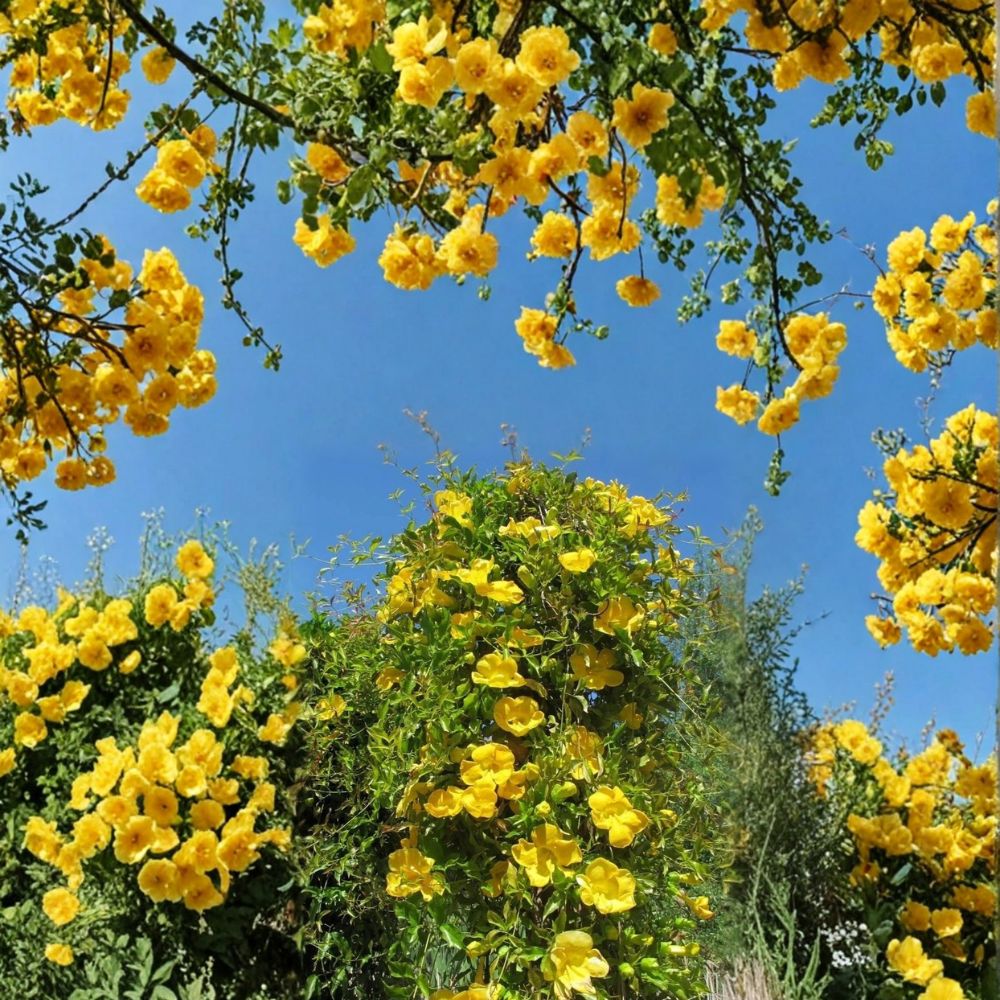 Yellow Jasmine Plant Starter | Carolina Jessamine Vine | Gelsemium sempervirens | Fragrant Yellow Flowers | Potted Plant