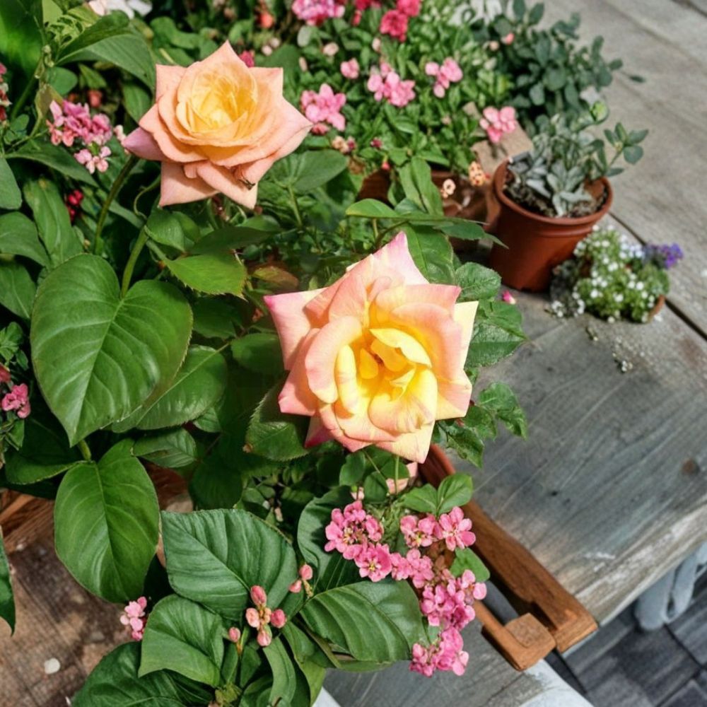 Jacob's Robe Climbing Rose Plant | 1 Gallon | Large Double Blooms | Multicolor Yellow Pink Red | Rosa Climbing Group