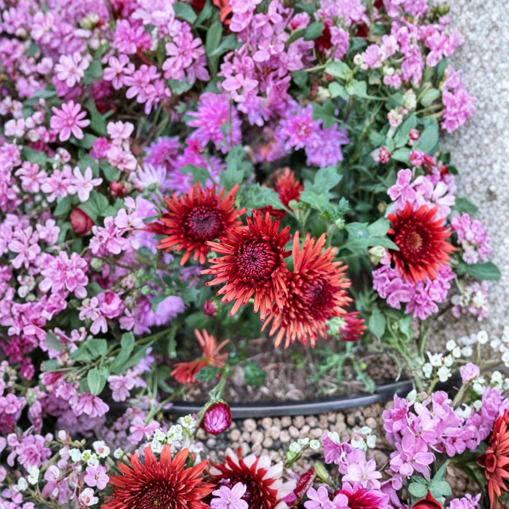 Autumn Ruby Chrysanthemum Live Plants 2-Pack | Deep Red Flowers | Chrysanthemum morifolium | 4–6 Inch Potted Perennial