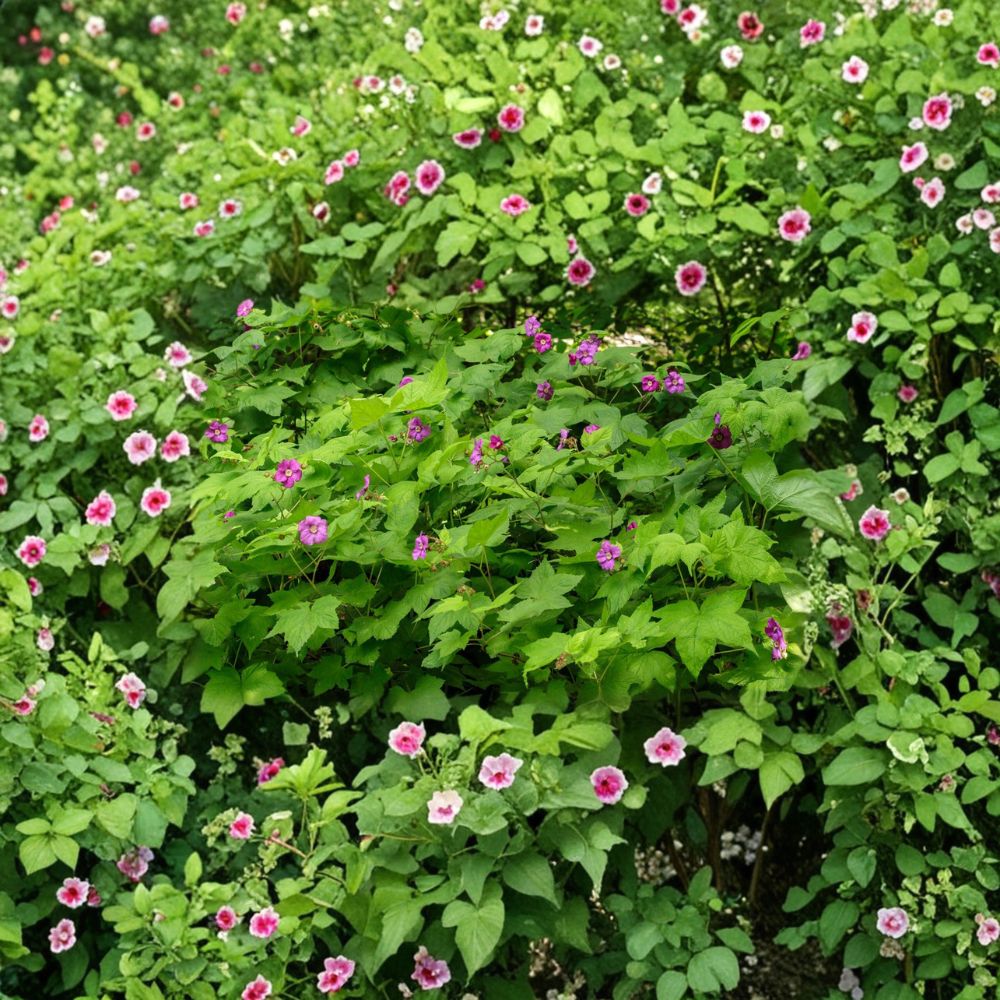 Purple Flowering Raspberry Live Plant | Thornless Edible Shrub | Pollinator Friendly | Rubus odoratus | Zones 4–7