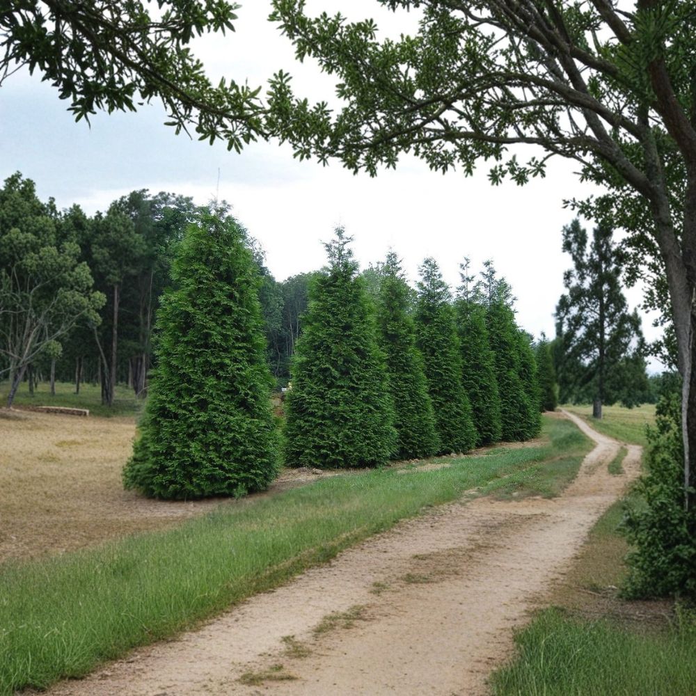 Green Giant Arborvitae Live Plants | 25 Pack 6-12 Inch Trees in 2.5" Pots | Thuja plicata | Fast Growing Evergreen Privacy Hedge