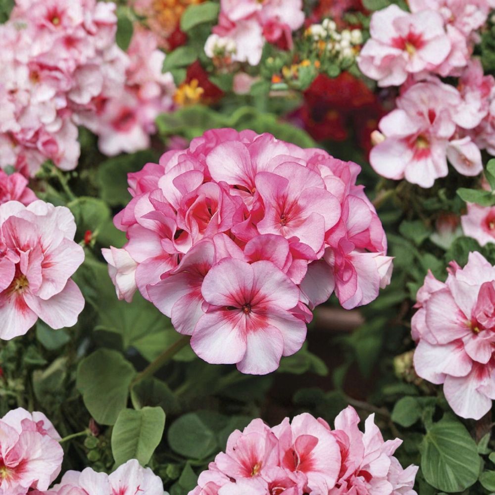 Horizon New Star Geranium Seeds - 15 F1 Hybrid Seeds - Compact Zonal Geranium - Pelargonium x hortorum - Patio & Container Friendly