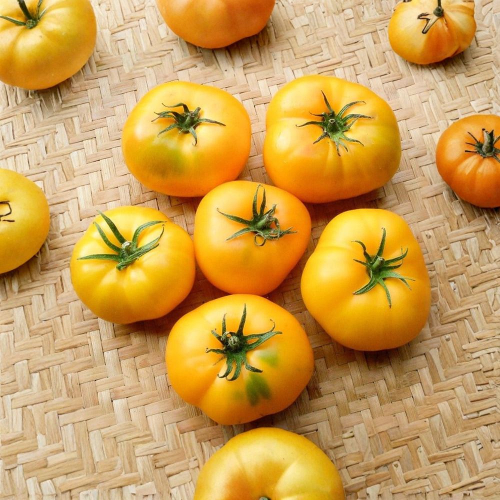 Azoychka Tomato Seeds | 50 Organic Non-GMO Heirloom Seeds | Zolotoy Borago Yellow Beefsteak | Solanum lycopersicum