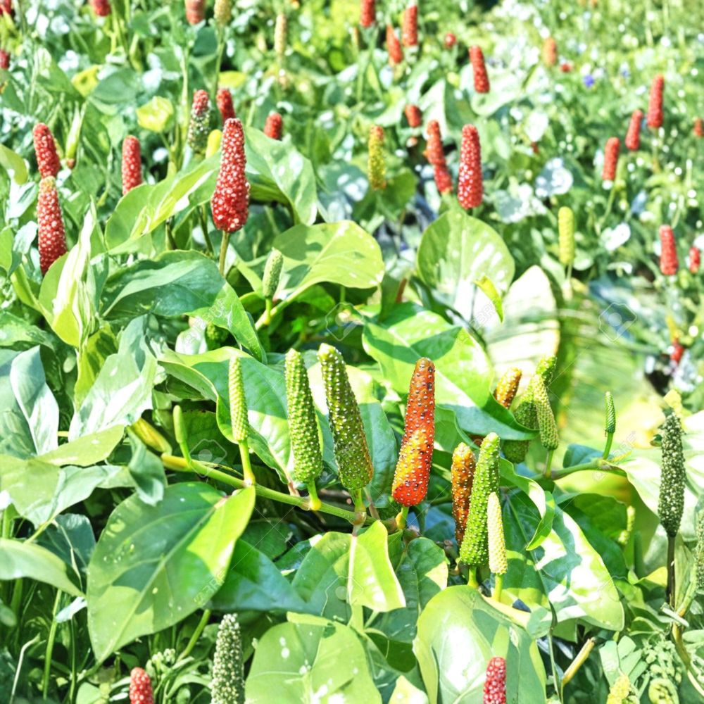 Piper Longum Live Plant - Rare Long Pepper Vine Starter Plant - Medicinal Herb Pipali - Tropical Spice (Piper longum)