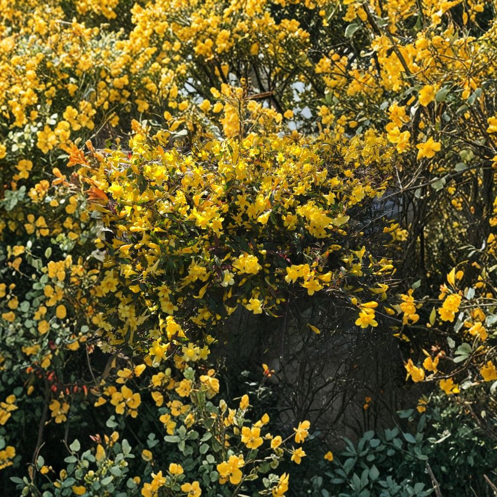 Carolina Jasmine Plant Set of 6 - 8-10 Inch Live Rooted Vines, Yellow Flower Climbing Vine, Gelsemium sempervirens