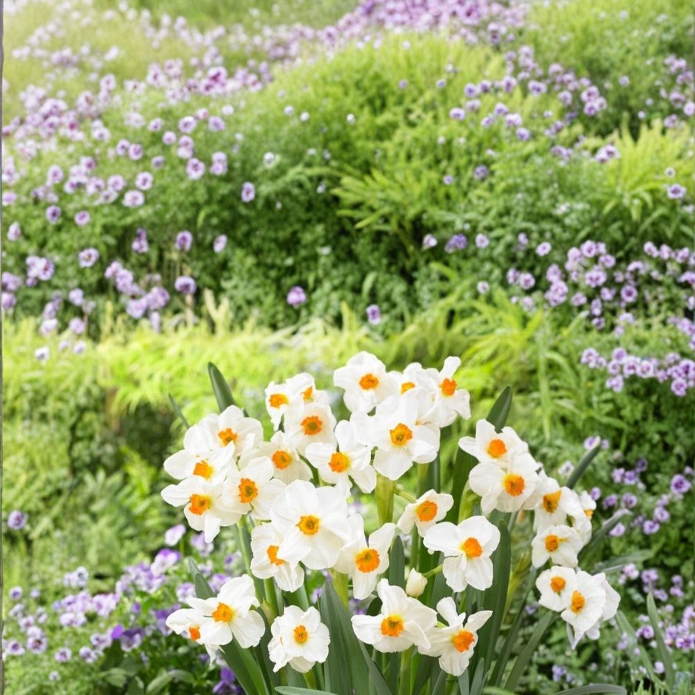 Narcissus Geranium Daffodil Bulbs - 10 Heirloom Bulbs - Fragrant White & Orange Blooms - Narcissus spp. - Zones 4-8