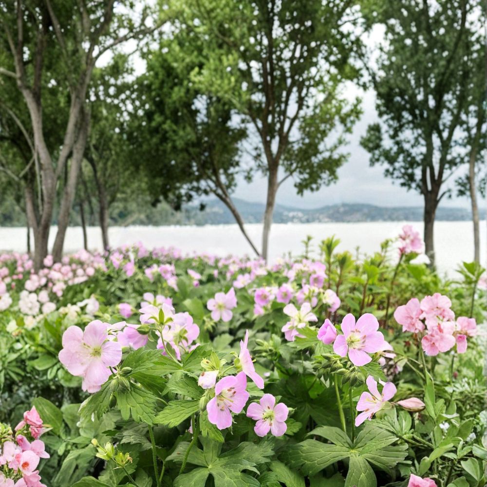 Beth Chatto Geranium Seeds - 25+ Premium Flower Seeds | Pelargonium spp. | Easy to Grow Perennial | Colorful Patio Blooms
