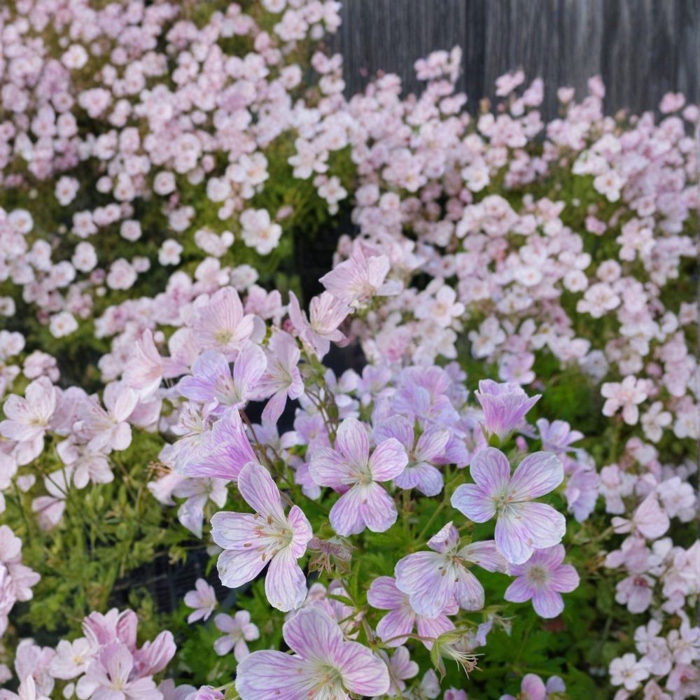 Melinda Geranium Seeds - 25+ Premium Pelargonium Flower Seeds for Vibrant Garden Blooms - Full Sun Container Friendly