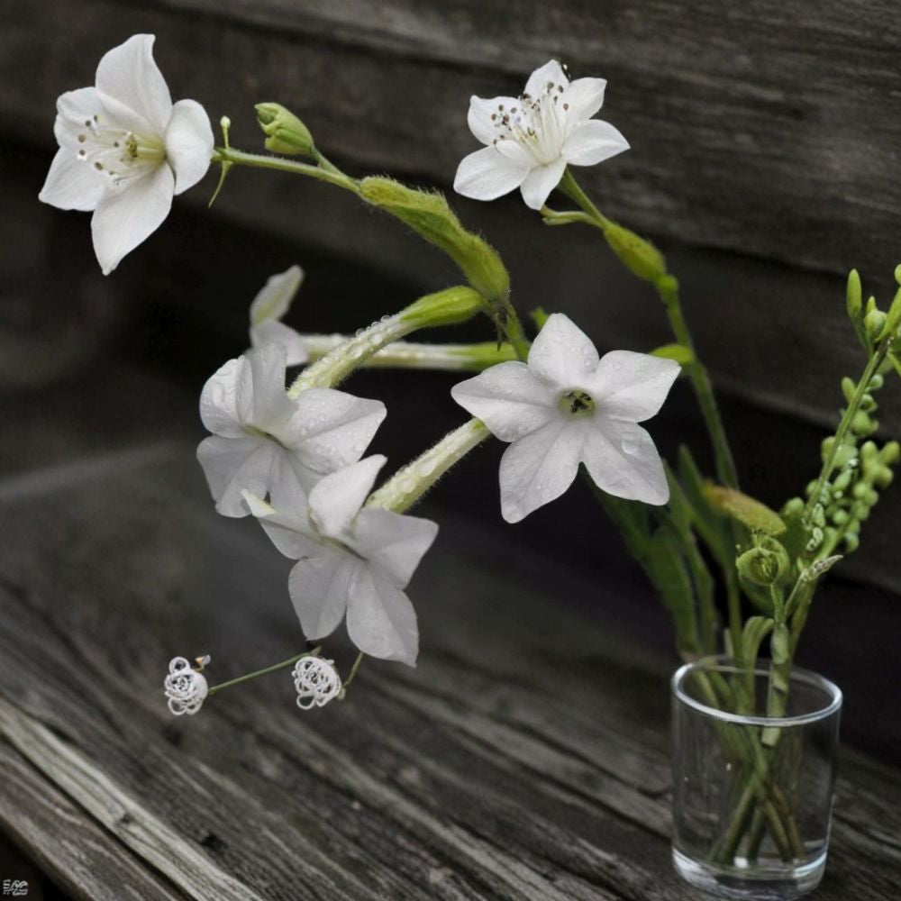 Night Scented Tobacco Jasmine Seeds | 100+ Fragrant Night-Blooming Flowers | Nicotiana spp. | Easy Grow Garden Plant
