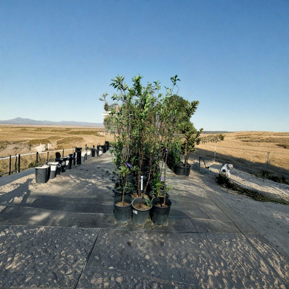 Ruby Sweet Plum Tree | 4–6 Feet | Sweet Red Plums | Prunus salicina 'Ruby Sweet' | Easy to Grow Fruit Tree