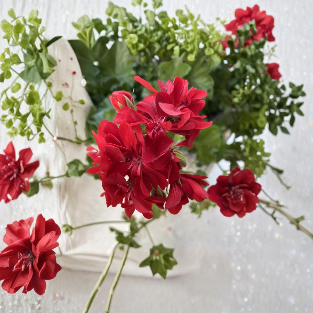 Organic Red Geranium Cuttings - 6 Unrooted Cuttings - Bright Red Blooms - Pelargonium - Easy to Grow for Containers & Patios